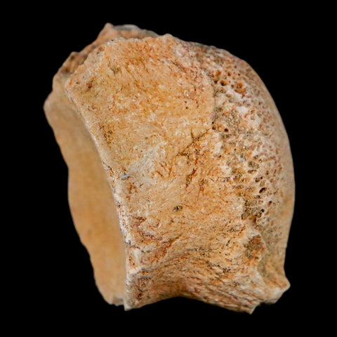 1.2" Mosasaur Fossil Vertebrae Bone Upper Cretaceous Dinosaur Era Morocco COA - Fossil Age Minerals