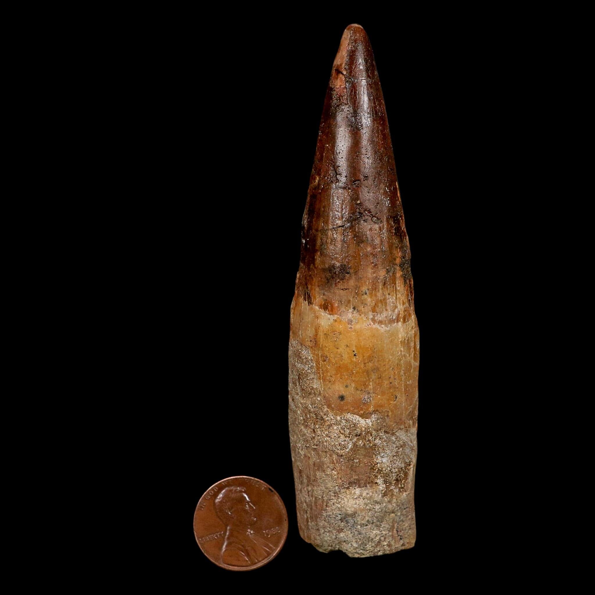XL 4" Spinosaurus Fossil Tooth 100 Million Years Old Cretaceous Dinosaur COA