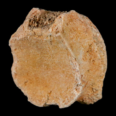 1.2" Mosasaur Fossil Vertebrae Bone Upper Cretaceous Dinosaur Era Morocco COA - Fossil Age Minerals