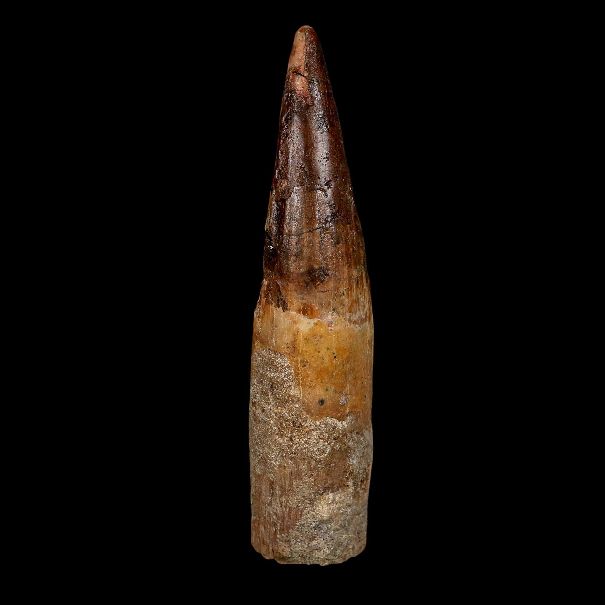 XL 4" Spinosaurus Fossil Tooth 100 Million Years Old Cretaceous Dinosaur COA