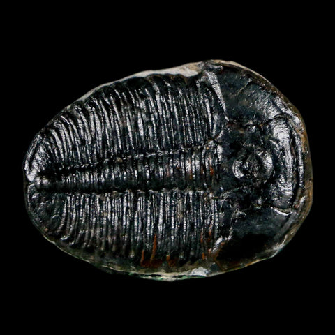 1" Elrathia Kingi Trilobite Fossil Utah Cambrian Age 521 Million Years Old COA - Fossil Age Minerals