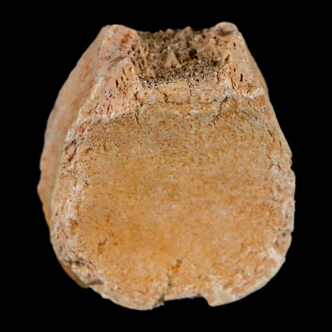 1.2" Mosasaur Fossil Vertebrae Bone Upper Cretaceous Dinosaur Era Morocco COA - Fossil Age Minerals