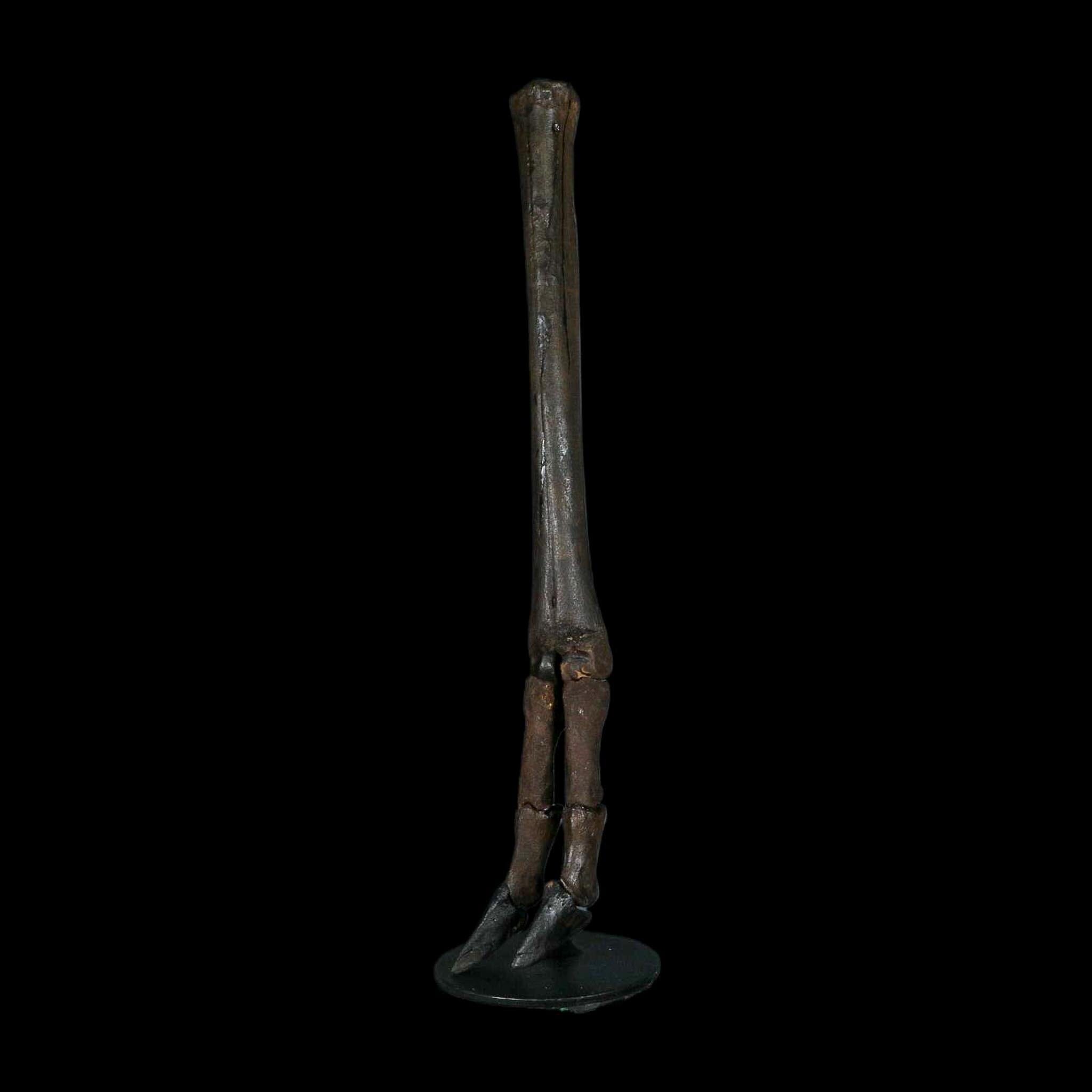 10.4" Odocoileus Virginianus Deer Fossil Leg Bone Pleistocene Age Metal Stand - Fossil Age Minerals