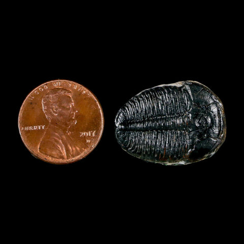 1" Elrathia Kingi Trilobite Fossil Utah Cambrian Age 521 Million Years Old COA - Fossil Age Minerals