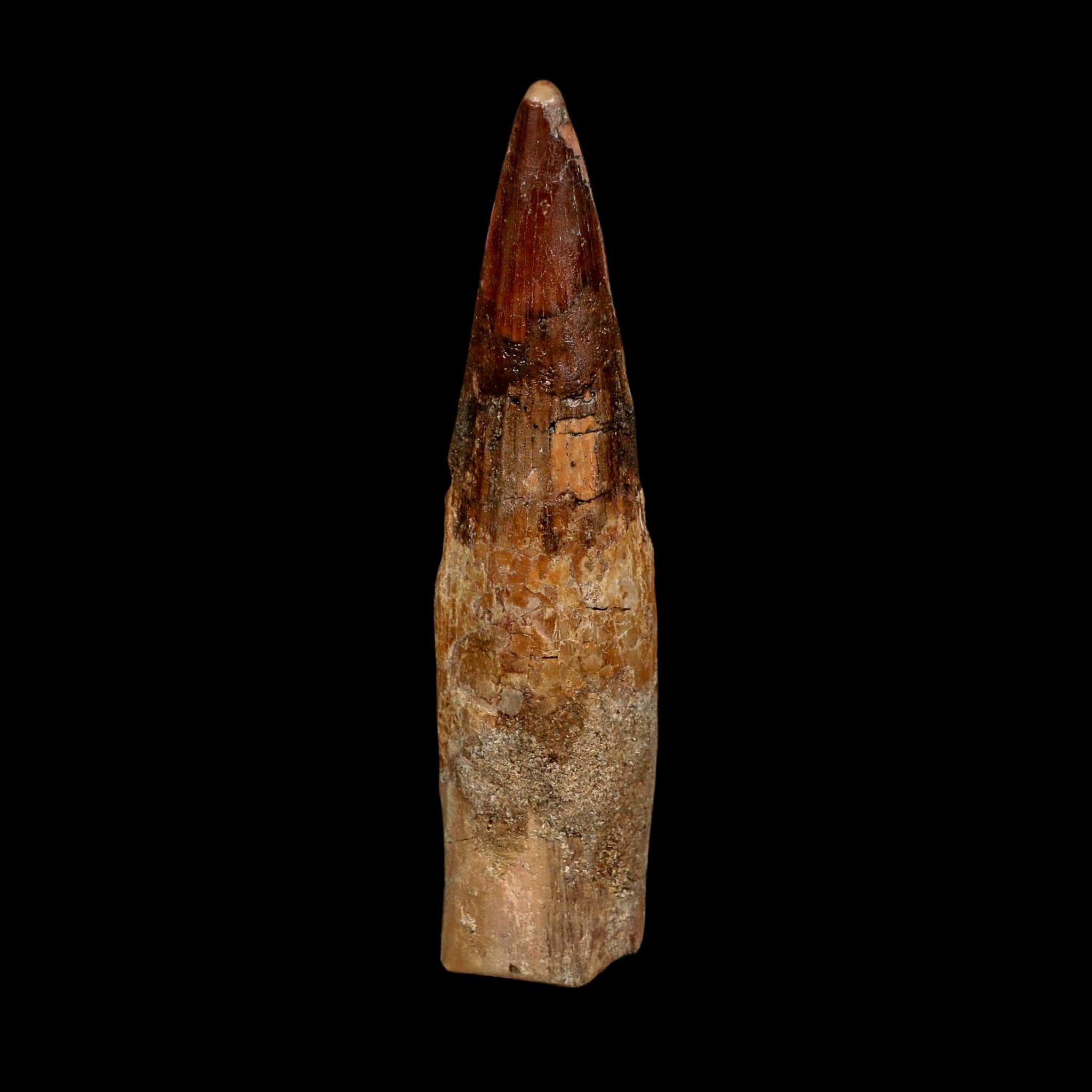 XL 4" Spinosaurus Fossil Tooth 100 Million Years Old Cretaceous Dinosaur COA