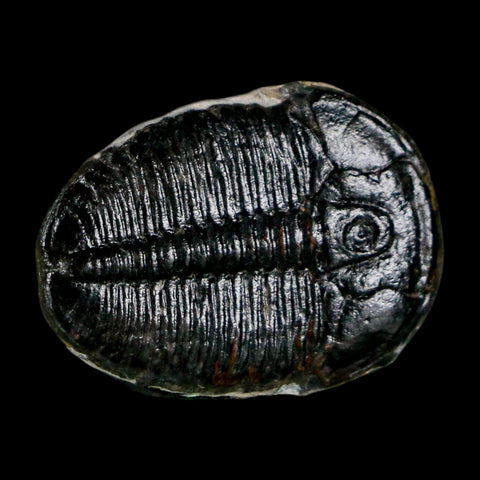 1" Elrathia Kingi Trilobite Fossil Utah Cambrian Age 521 Million Years Old COA - Fossil Age Minerals