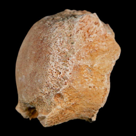 1.2" Mosasaur Fossil Vertebrae Bone Upper Cretaceous Dinosaur Era Morocco COA