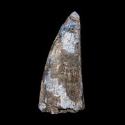 2" Sarcosuchus Imperator Crocodile Fossil Tooth Elrhaz FM Cretaceous Niger COA