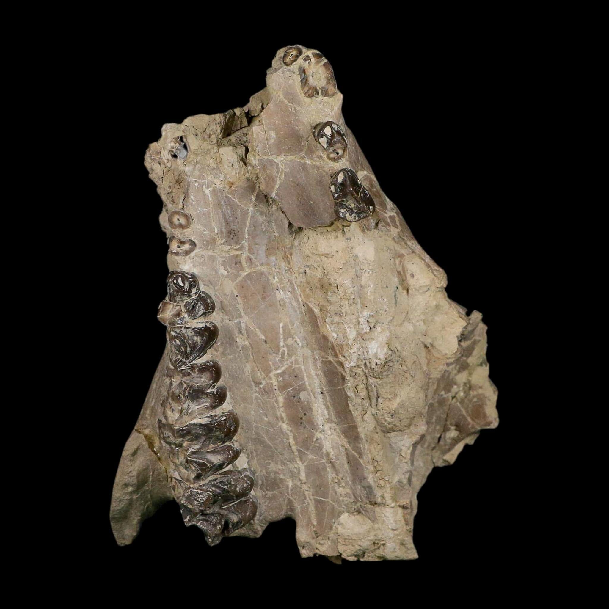 4.9" Oreodont Merycoidodon Fossil Skull Teeth Oligocene Age Badlands SD COA - Fossil Age Minerals