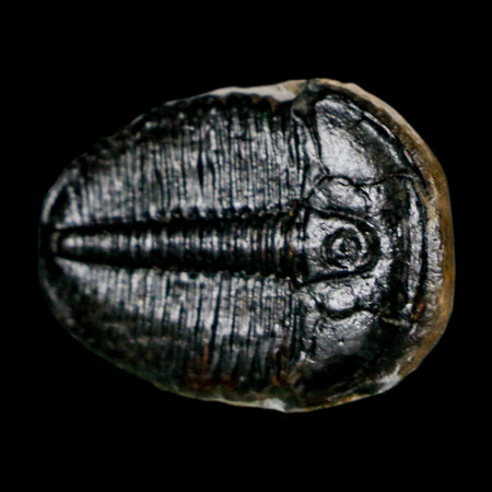 1" Elrathia Kingi Trilobite Fossil Utah Cambrian Age 521 Million Years Old COA