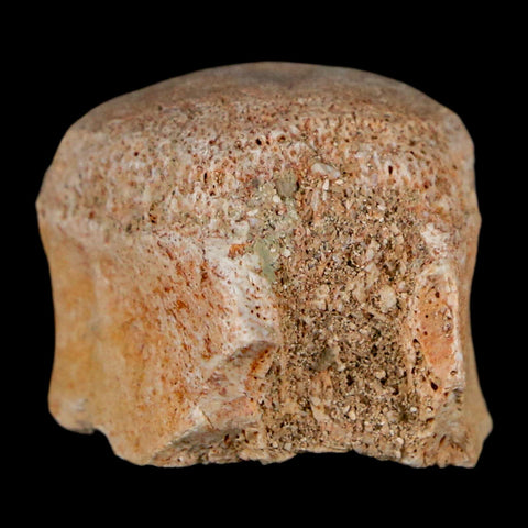 1.2" Mosasaur Fossil Vertebrae Bone Upper Cretaceous Dinosaur Era Morocco COA - Fossil Age Minerals