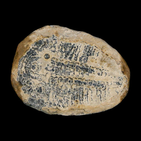 1" Elrathia Kingi Trilobite Fossil Utah Cambrian Age 521 Million Years Old COA - Fossil Age Minerals