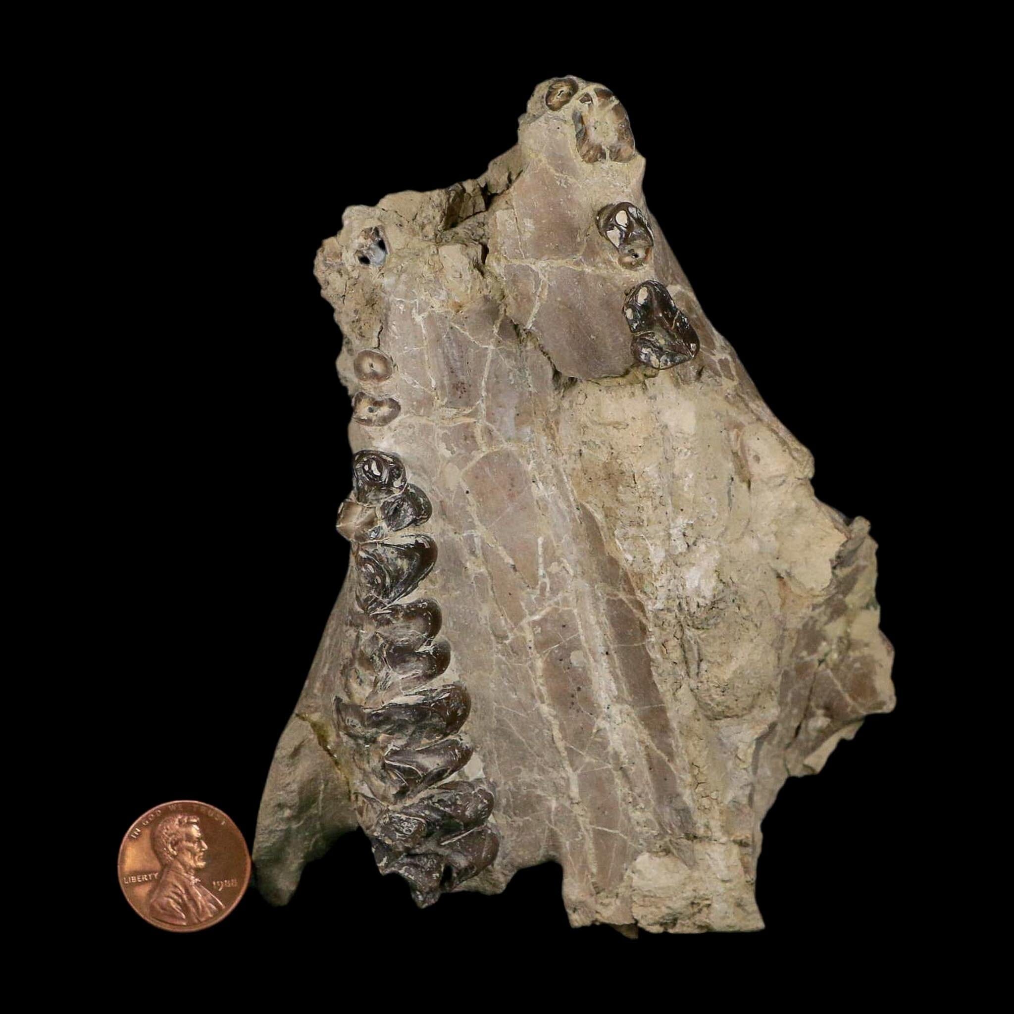 4.9" Oreodont Merycoidodon Fossil Skull Teeth Oligocene Age Badlands SD COA - Fossil Age Minerals
