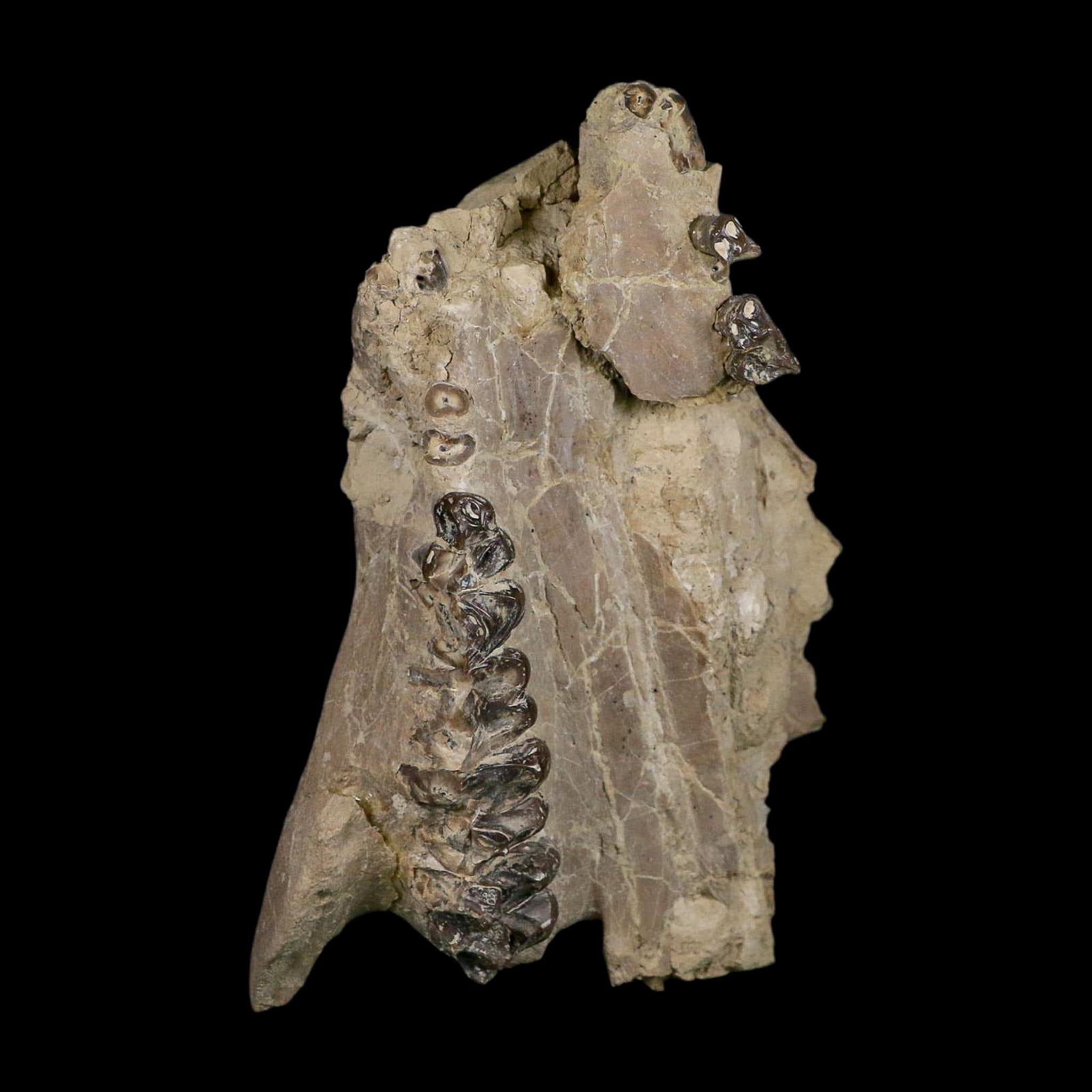 4.9" Oreodont Merycoidodon Fossil Skull Teeth Oligocene Age Badlands SD COA - Fossil Age Minerals