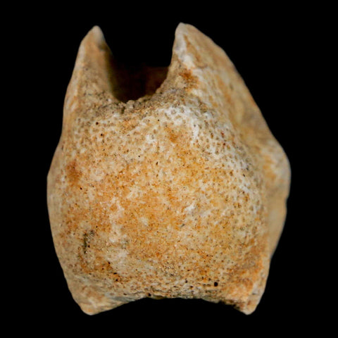 0.9" Mosasaur Fossil Vertebrae Bone Upper Cretaceous Dinosaur Era Morocco COA - Fossil Age Minerals