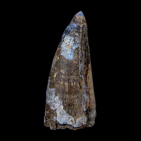 2.1" Sarcosuchus Imperator Crocodile Fossil Tooth Elrhaz FM Cretaceous Niger COA