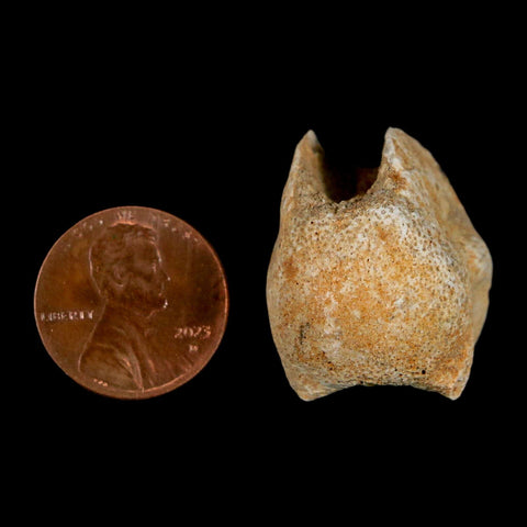 0.9" Mosasaur Fossil Vertebrae Bone Upper Cretaceous Dinosaur Era Morocco COA - Fossil Age Minerals