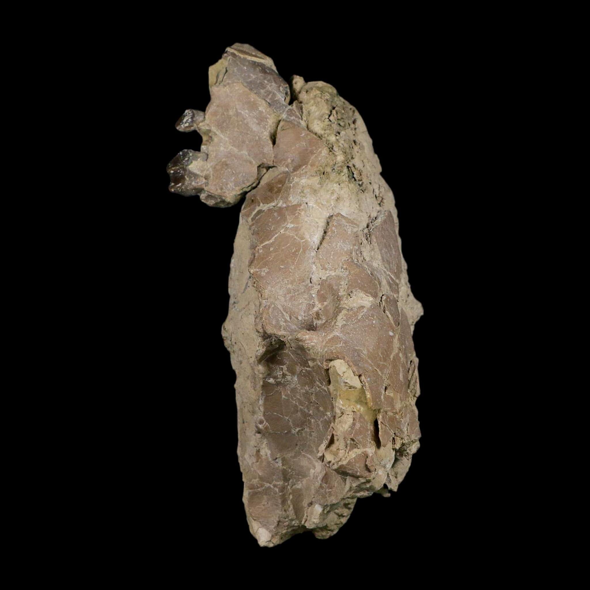 4.9" Oreodont Merycoidodon Fossil Skull Teeth Oligocene Age Badlands SD COA - Fossil Age Minerals