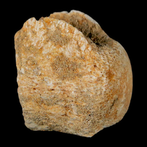 0.9" Mosasaur Fossil Vertebrae Bone Upper Cretaceous Dinosaur Era Morocco COA - Fossil Age Minerals