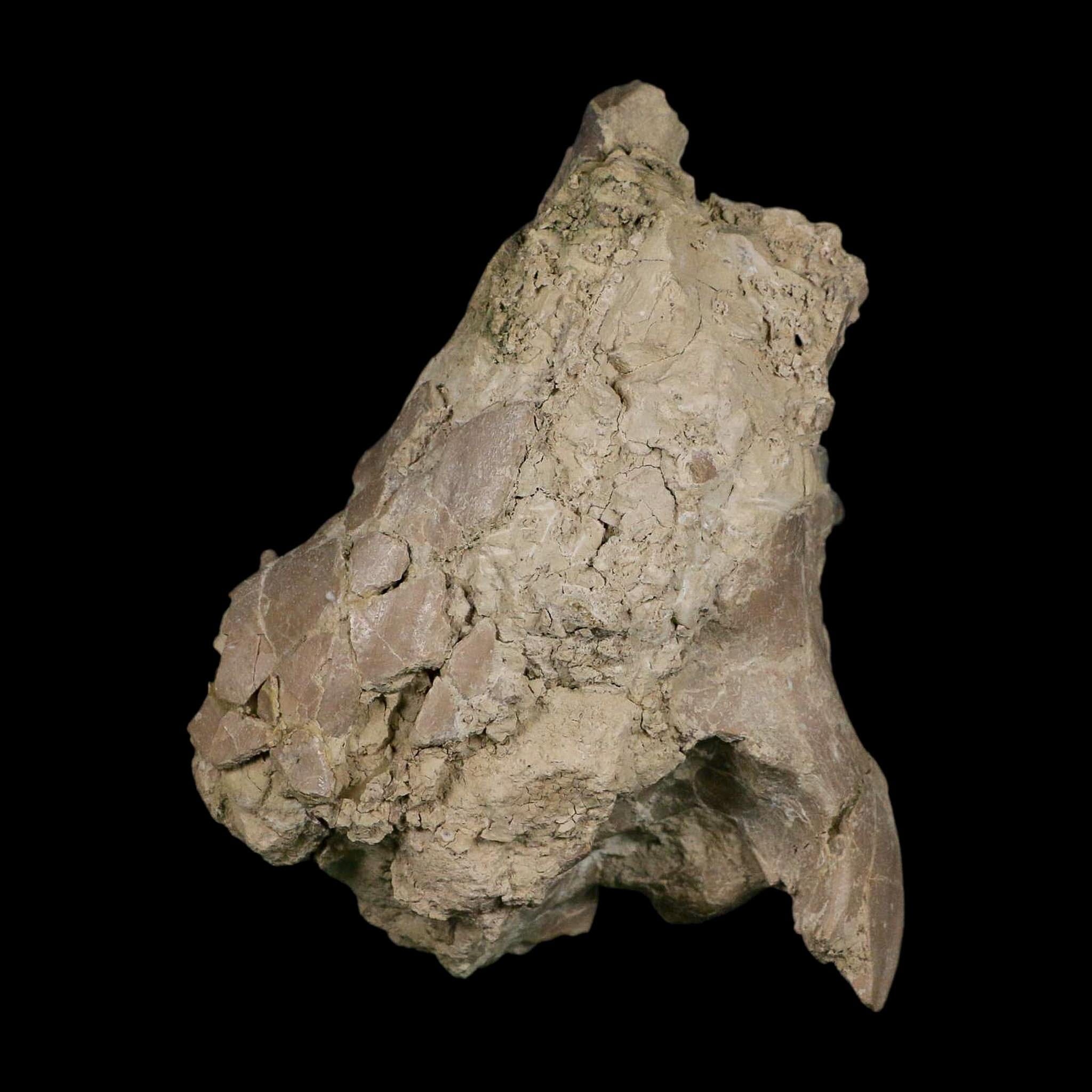 4.9" Oreodont Merycoidodon Fossil Skull Teeth Oligocene Age Badlands SD COA - Fossil Age Minerals