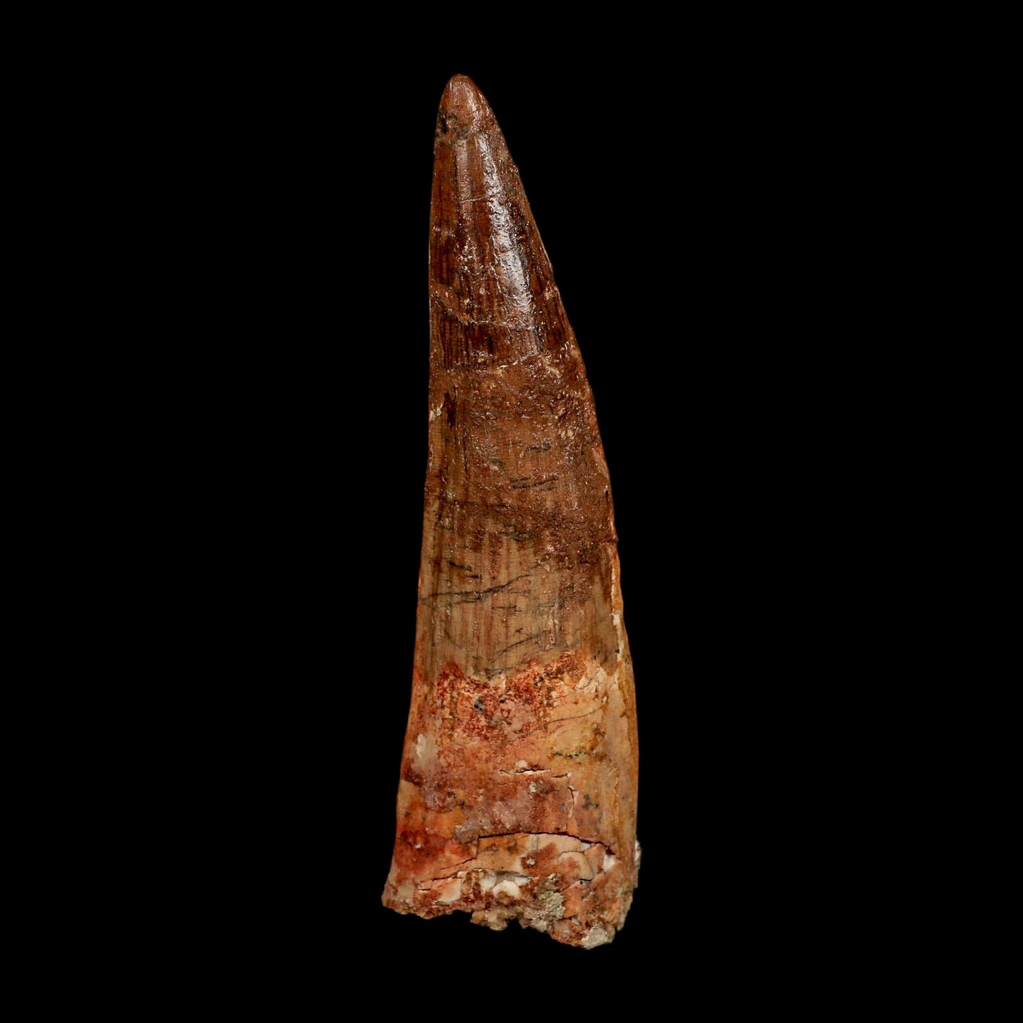 XL 4.1" Spinosaurus Fossil Tooth 100 Million Years Old Cretaceous Dinosaur COA