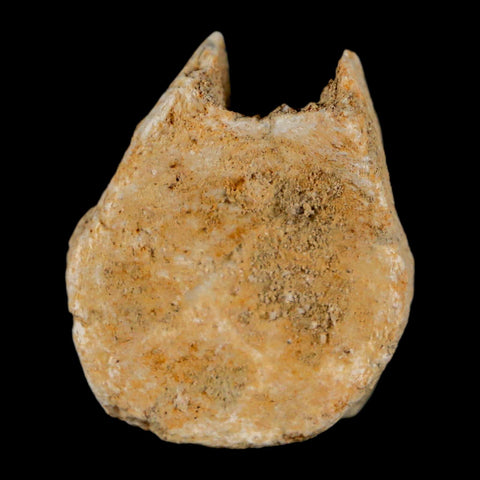 0.9" Mosasaur Fossil Vertebrae Bone Upper Cretaceous Dinosaur Era Morocco COA - Fossil Age Minerals