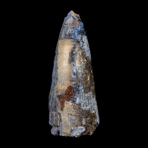 2.1" Sarcosuchus Imperator Crocodile Fossil Tooth Elrhaz FM Cretaceous Niger COA