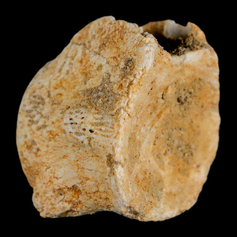 0.9" Mosasaur Fossil Vertebrae Bone Upper Cretaceous Dinosaur Era Morocco COA - Fossil Age Minerals