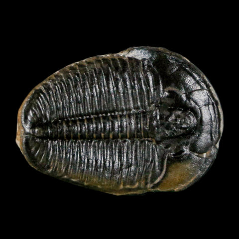 0.9" Elrathia Kingi Trilobite Fossil Utah Cambrian Age 521 Million Years Old COA - Fossil Age Minerals