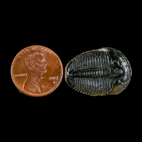 0.9" Elrathia Kingi Trilobite Fossil Utah Cambrian Age 521 Million Years Old COA - Fossil Age Minerals