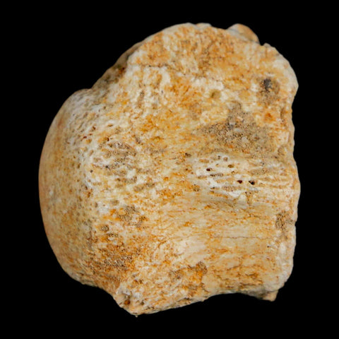 0.9" Mosasaur Fossil Vertebrae Bone Upper Cretaceous Dinosaur Era Morocco COA - Fossil Age Minerals