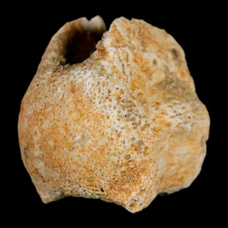 0.9" Mosasaur Fossil Vertebrae Bone Upper Cretaceous Dinosaur Era Morocco COA