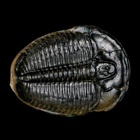 0.9" Elrathia Kingi Trilobite Fossil Utah Cambrian Age 521 Million Years Old COA - Fossil Age Minerals
