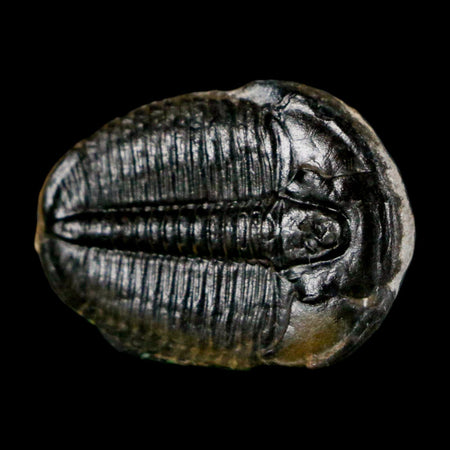 0.9" Elrathia Kingi Trilobite Fossil Utah Cambrian Age 521 Million Years Old COA