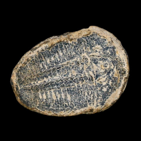 0.9" Elrathia Kingi Trilobite Fossil Utah Cambrian Age 521 Million Years Old COA - Fossil Age Minerals