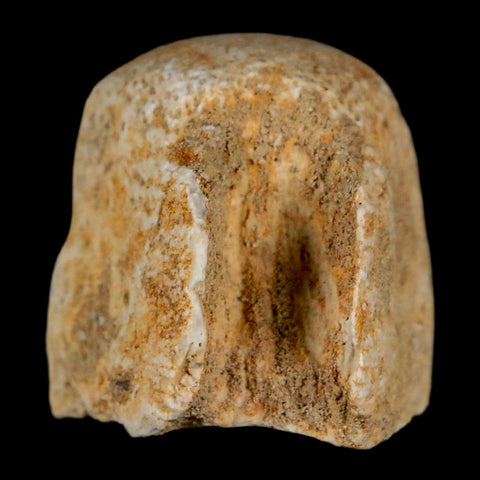 0.9" Mosasaur Fossil Vertebrae Bone Upper Cretaceous Dinosaur Era Morocco COA - Fossil Age Minerals