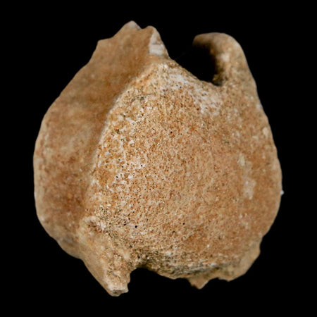 1.3" Mosasaur Fossil Vertebrae Bone Upper Cretaceous Dinosaur Era Morocco COA