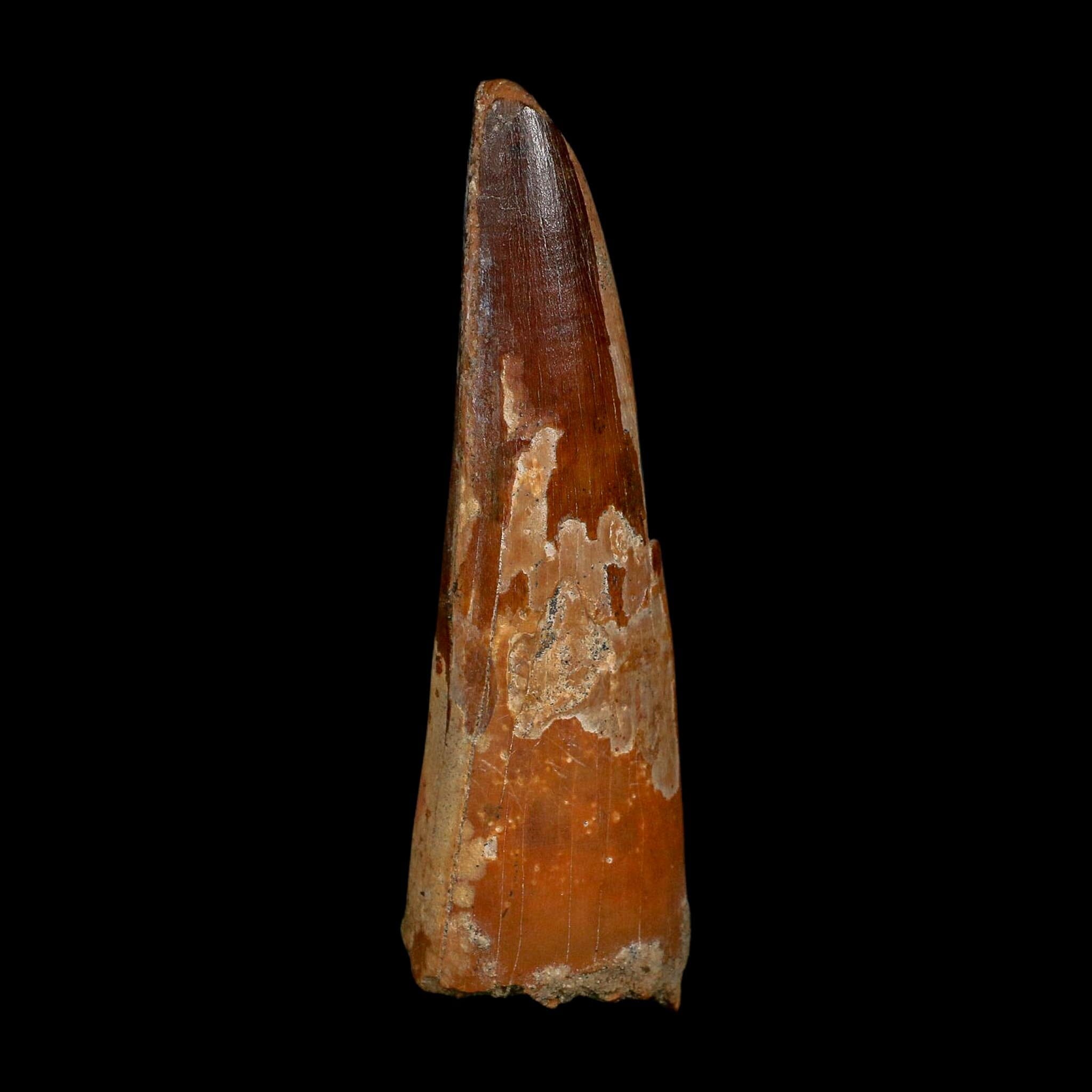 XL 4" Spinosaurus Fossil Tooth 100 Million Years Old Cretaceous Dinosaur COA