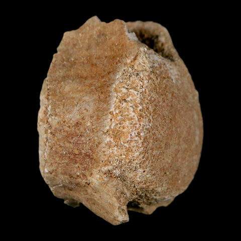 1.3" Mosasaur Fossil Vertebrae Bone Upper Cretaceous Dinosaur Era Morocco COA - Fossil Age Minerals