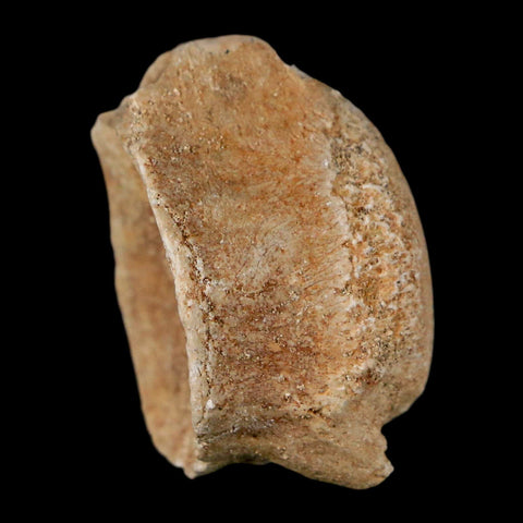 1.3" Mosasaur Fossil Vertebrae Bone Upper Cretaceous Dinosaur Era Morocco COA - Fossil Age Minerals