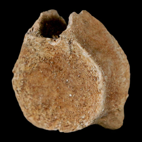 1.3" Mosasaur Fossil Vertebrae Bone Upper Cretaceous Dinosaur Era Morocco COA - Fossil Age Minerals