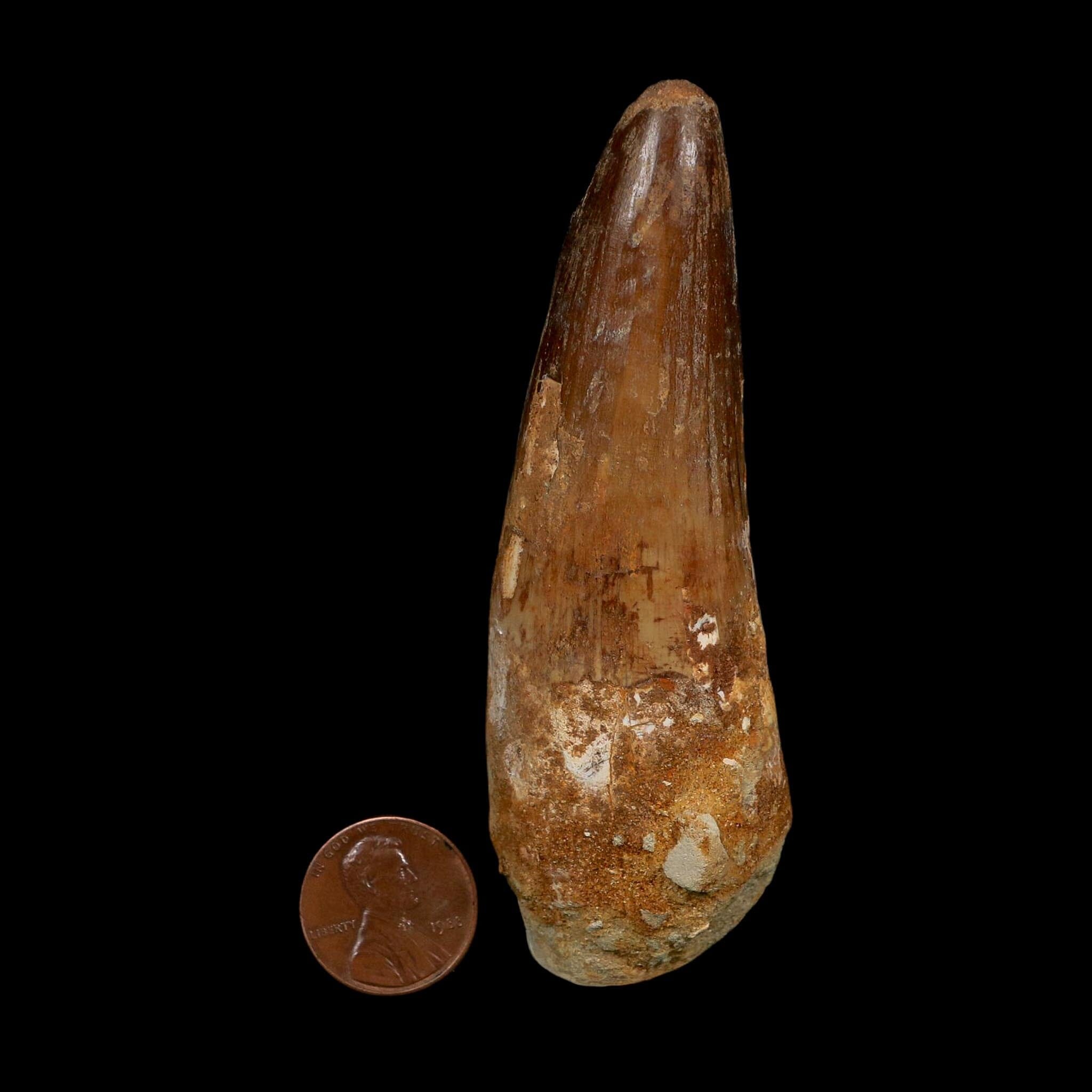 XL 3.7" Spinosaurus Fossil Tooth 100 Million Years Old Cretaceous Dinosaur COA