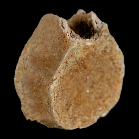 1.3" Mosasaur Fossil Vertebrae Bone Upper Cretaceous Dinosaur Era Morocco COA - Fossil Age Minerals