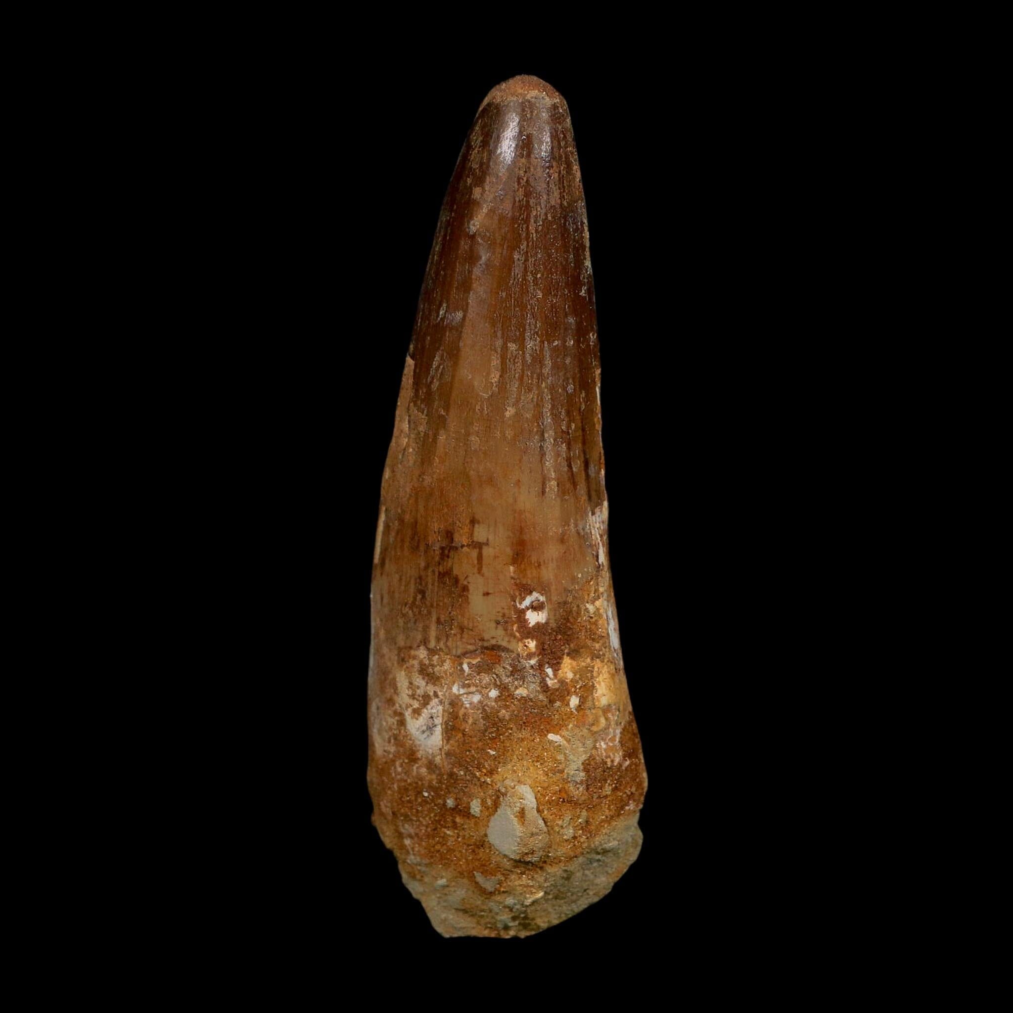 XL 3.7" Spinosaurus Fossil Tooth 100 Million Years Old Cretaceous Dinosaur COA
