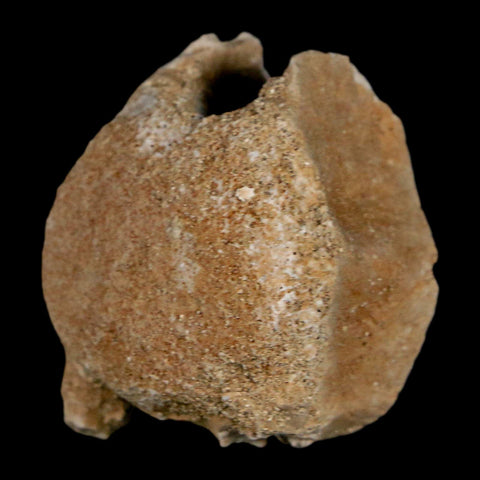 1.3" Mosasaur Fossil Vertebrae Bone Upper Cretaceous Dinosaur Era Morocco COA - Fossil Age Minerals