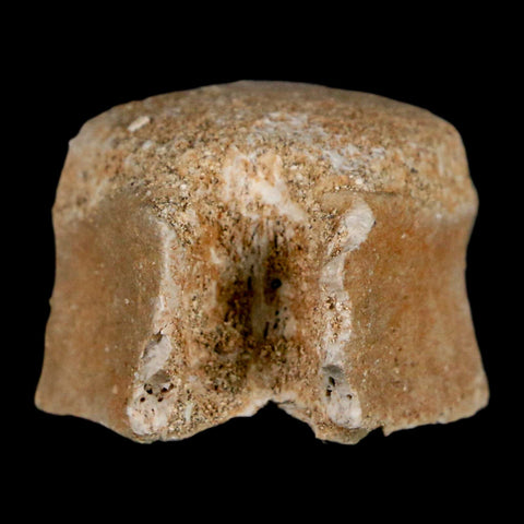 1.3" Mosasaur Fossil Vertebrae Bone Upper Cretaceous Dinosaur Era Morocco COA - Fossil Age Minerals