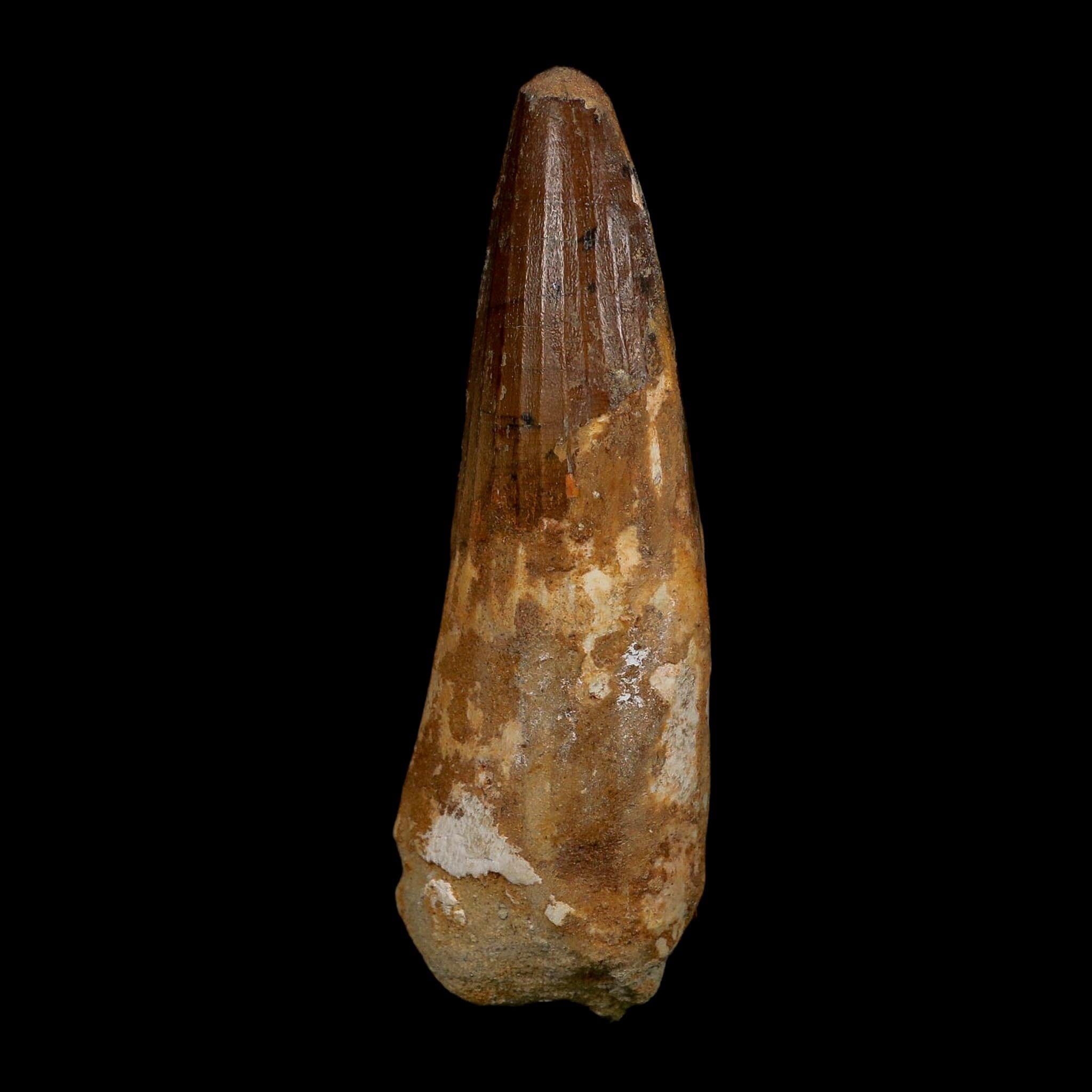 XL 3.7" Spinosaurus Fossil Tooth 100 Million Years Old Cretaceous Dinosaur COA