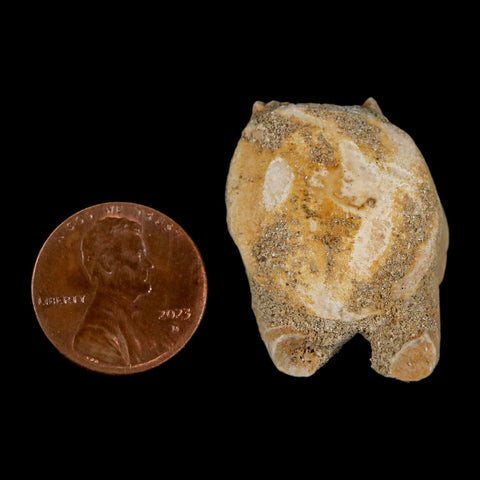 1.3" Mosasaur Fossil Vertebrae Bone Upper Cretaceous Dinosaur Era Morocco COA - Fossil Age Minerals