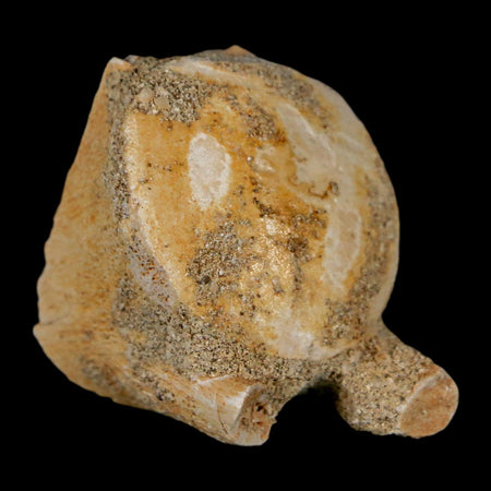 1.3" Mosasaur Fossil Vertebrae Bone Upper Cretaceous Dinosaur Era Morocco COA