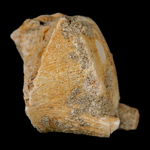 1.3" Mosasaur Fossil Vertebrae Bone Upper Cretaceous Dinosaur Era Morocco COA - Fossil Age Minerals